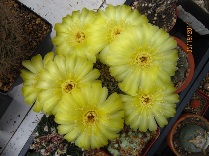 Echinopsis leucomalla in full bloom